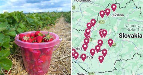 Mapa sezónnych jahôd a ideálne kombinácie