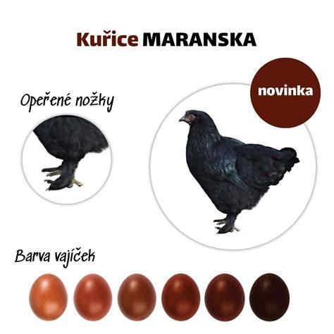 vajce_maranska.png