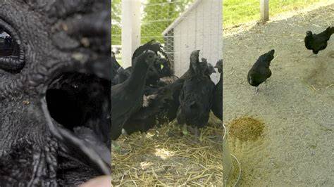 Infografika: Fibromelanóza a čierna pigmentácia v Ayam Cemani