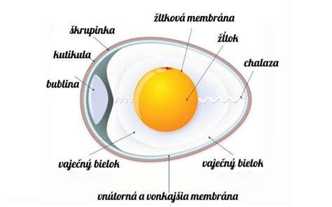 Infografika: Zloženie vajca a jeho časti (škrupina, bielok, žĺtok)
