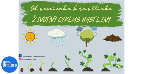 Infografika: Životný cyklus zeleru od výsevu po zber