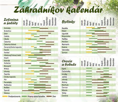 Infografika: Časový harmonogram výsevu a zberu kučeravej petržlenovej vňate