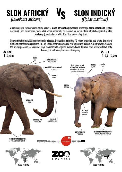 Infografika ukazujúca rozdiel medzi jemnou, hrubou a plátkovacou planžetou a ich typické použitia