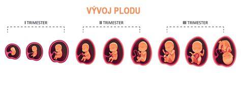 Infografika: etapy vývoja plodu po týždňoch