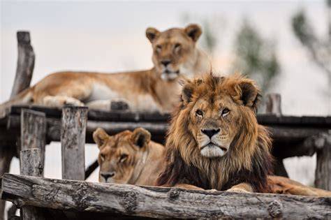 Infografika: Rozloženie a poslanie Malkia Parku