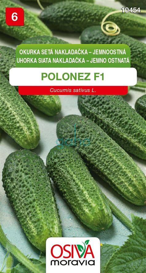 Infografika: Vzor pestovania uhorky Fatima F1 (pôda, výsev, zálievka, ochrana proti plesni)