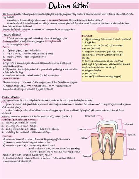 Infografika: Anatomia ústnej dutiny a tráviaceho traktu