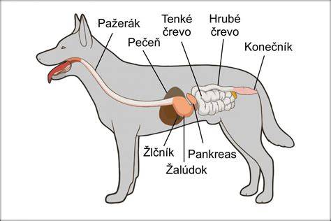 Schéma anatomie močovej sústavy psa