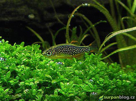 Téma obrázka: Danio a Pseudomugil v spoločenskom akváriu