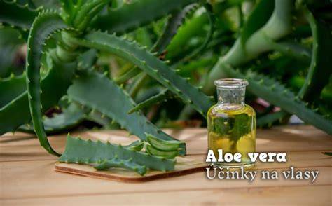 Infografika: Ako Aloe Vera pôsobí na pokožku (3 vrstvy listu, acemannan, hydratačný mechanizmus)