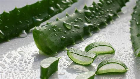 Infografika: Aloe vera v starostlivosti o vlasy a pokožku hlavy