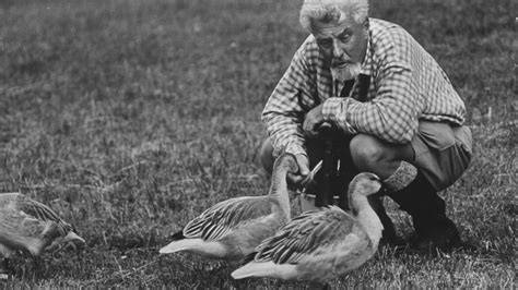 Konrad Lorenz počas výskumu voľne žijúcich husí a kačíc