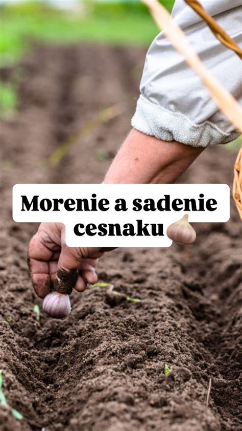 Schéma: správny postup pečenia zemiakov od výberu po dokonalú kôrku