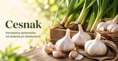 Infografika: Správny postup zavárania cvikly, kroky od prípravy až po skladovanie
