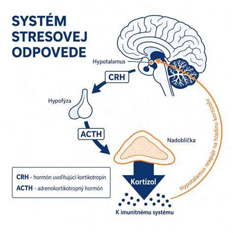 Schéma: Cievny a imunitný mechanizmus reakcie pri syfilis