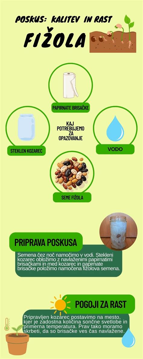 Infografika: pelipe pestovania fazule