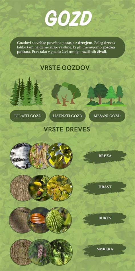 Infografika: Všeobecný prehľad pestovania slamihy (stanovište, pôda, zálievka, rez)