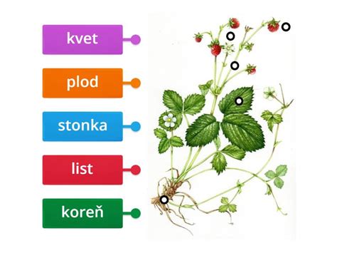 Lotosové rastliny a tradičné recepty: prehľadný diagram spájajúci koreň, semienka a kvety s možnosťami spracovania