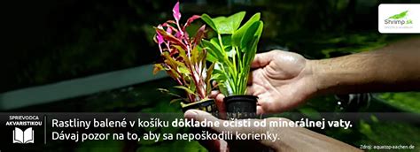 Tagimg: návod na sadenie rastlín do košíka a substrátu