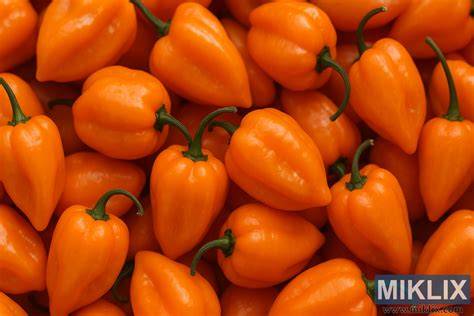 Oranžové plody habanero na fotke