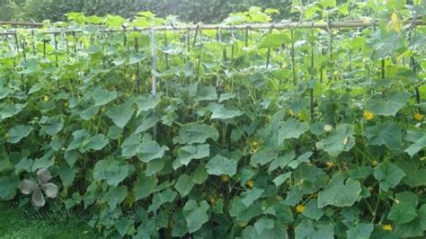 Pôvod uhorky v Indii a jej botanické vlastnosti