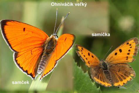 Infografika: Pojem pohlavný dimorfizmus u husí a základné rozlišovacie znaky