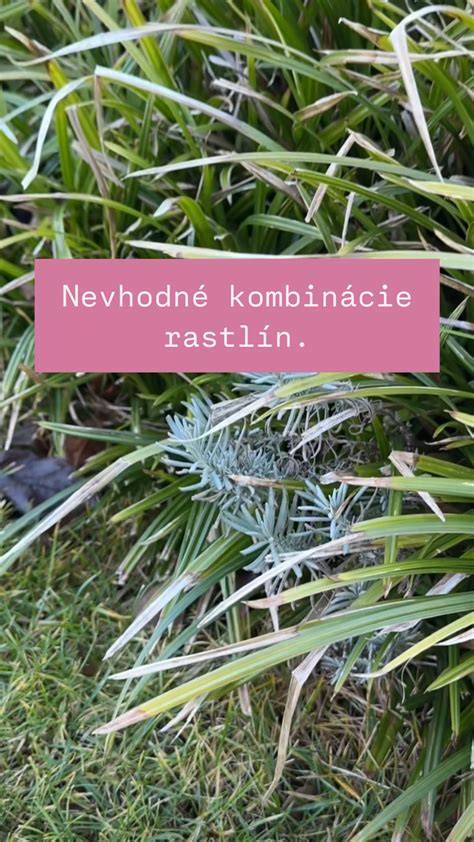 Obrázok informujúci o termíne sejby, hustote výsadby a skladovacích postupoch kŕmnej repy