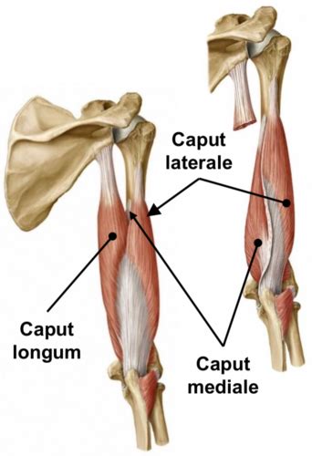 Infografika: Anatomická schéma tricepsu a prehľad hláv caput longum, caput laterale, caput mediale