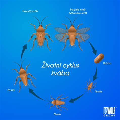 Infografika: Životný cyklus múčneho červa