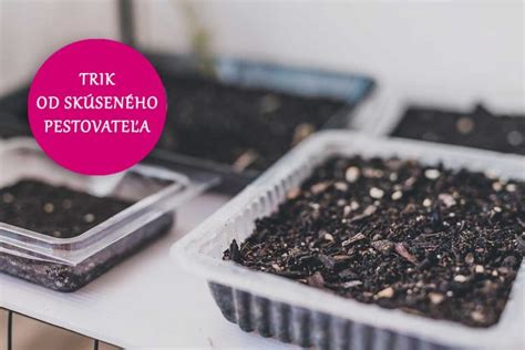 Infografika: Ako vypestovať slamienku zo semien - krok za krokom