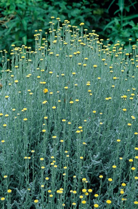 Karí bylinka, Helichrysum italicum - vizuál rastliny a jej kvetov