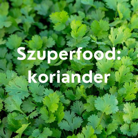 koriander ako dochucovadlo