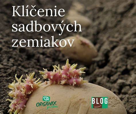 Krátke hrubé zelené klíčky zemiakov