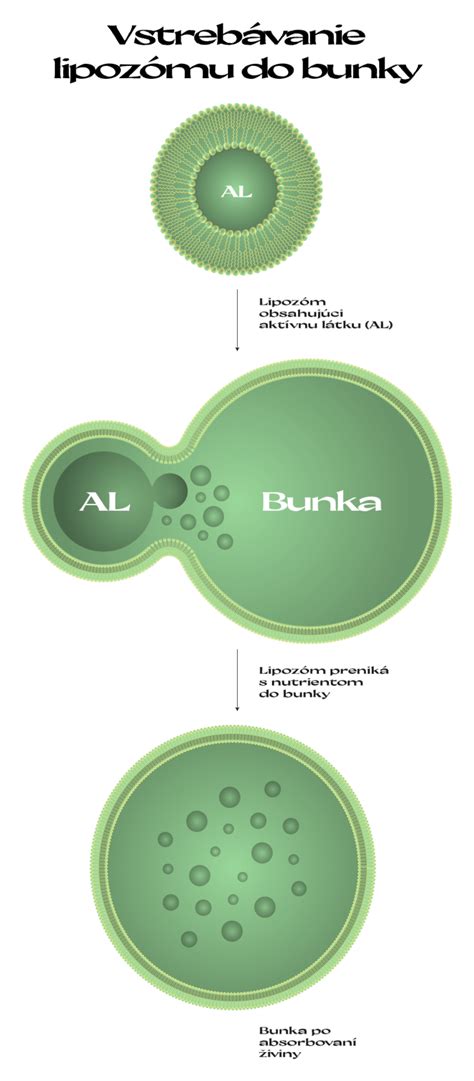 Ilustrácia účinkov antioxidantov na bunky