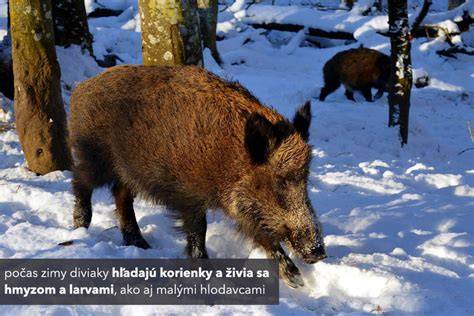 Obrázok: hotový pečený diviak s prílohou