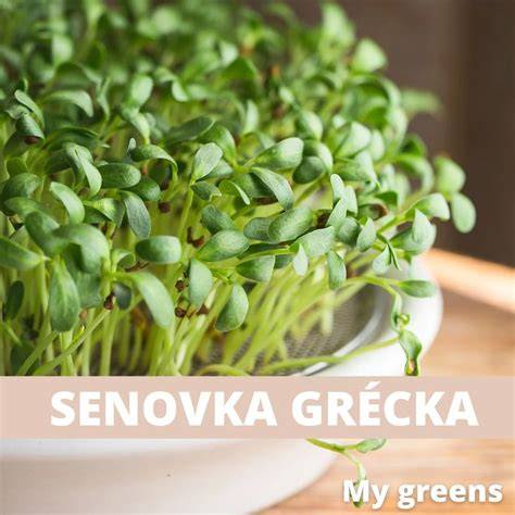 Senovka grécka - to najzákladnejšie balenie a semienka