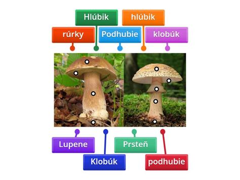 Ilustrácia pstruha potočného s detailným popisom jeho tela
