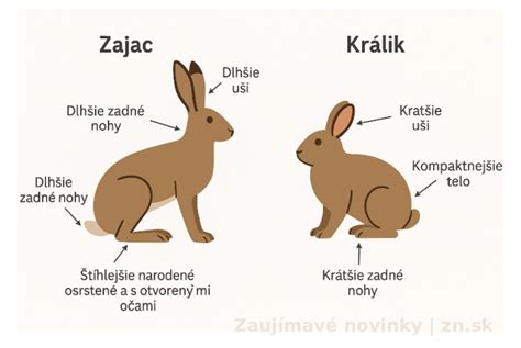 Infografika: rozdiely medzi zajacom poľným a králikom