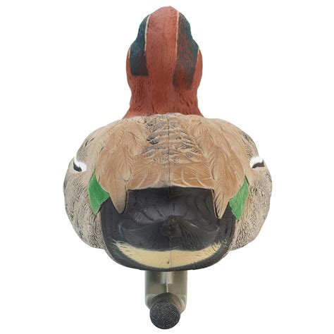 Rozdiely vo sfarbení samca a samice kačice divej