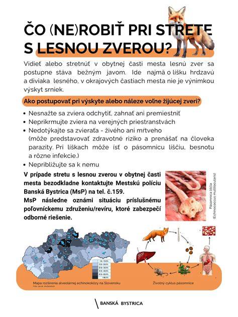 Infografika: kroky spracovania lebky líšky (koordinovaný postup fáz)