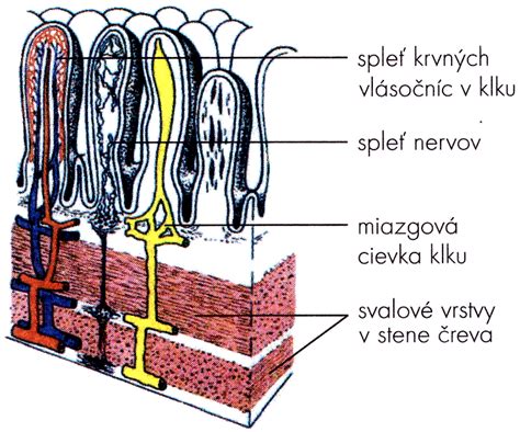 Schéma tenkého a hrubého čreva s klkmi a povrchovým zväčšením
