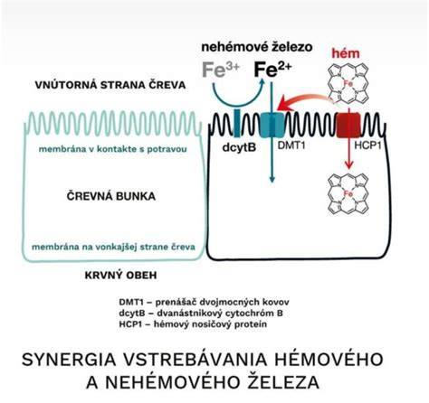 Infografika: Rozloženie zdrojov železa a vstrebávanie hemového vs nehémového železa