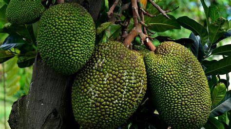 Jackfruit a jeho gigantické rozmery na trhu