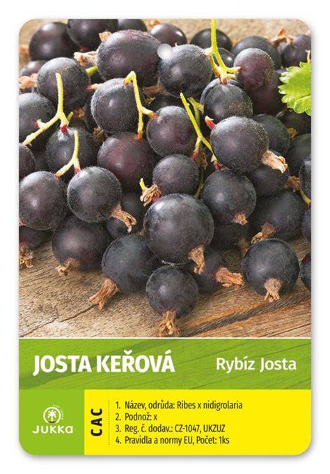 Josta - kríženec čiernych ríbezlí a egrešov
