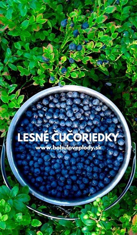 Lesné čučoriedky a bylinky - zdroj prírodných vitamínov