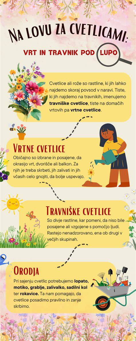 Infografika: Botanická charakteristika prvosienky vyššej