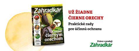 Príklad rastlinných zdrojov purínov a ich vplyv na organizmus