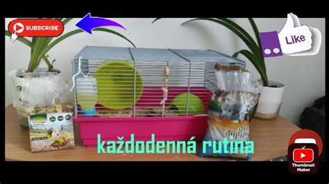 Infografika: Vzorová denná rutina škrečka sýrskeho (kŕmenie, čistota klietky, pohyb)