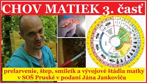 Graf: Výživové línie moriek v raste