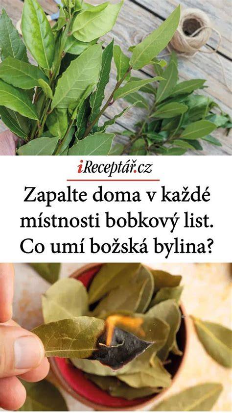 Infografika: Ako bobkový list vplýva na tráviaci systém a srdce